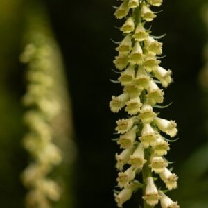 Digitalis lutea