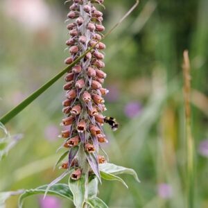 Digitalis parviflora Jacq.