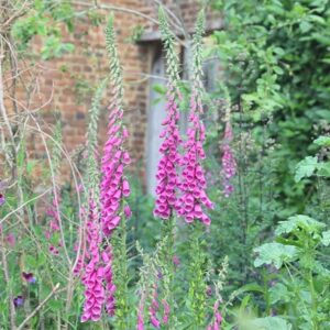 Digitalis purpurea