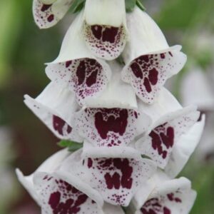 Digitalis purpurea Pam's Choice