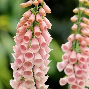 Digitalis purpurea Sutton's Apricot