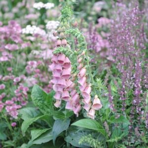 Digitalis × mertonensis