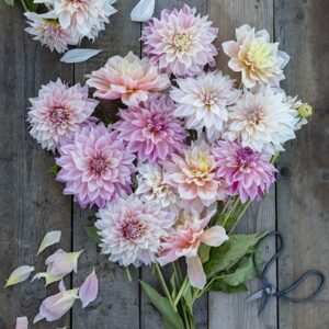 Dinner plates dahlia collection