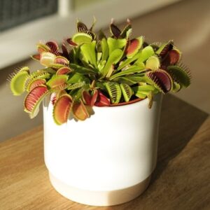 Dionaea muscipula