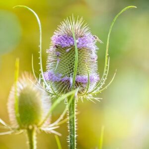 Dipsacus fullonum