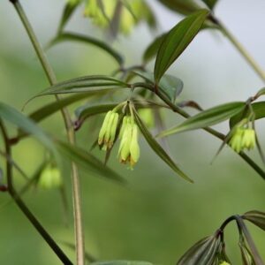 Disporum longistylum Night Heron