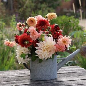 Dorney Court dahlia collection