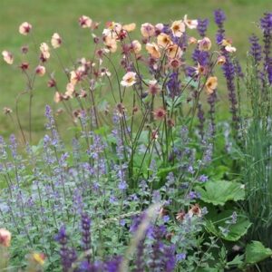 Dots & spires plant combination