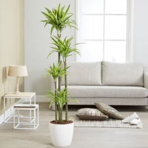 Dracaena fragrans (Deremensis Group) Lemon Lime