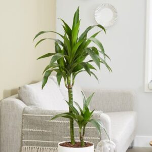 Dracaena fragrans Janet Craig