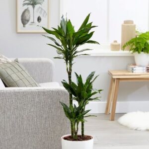 Dracaena fragrans Janet Lind