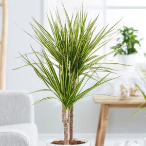 Dracaena marginata Sunray (PBR)