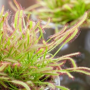 Drosera capensis