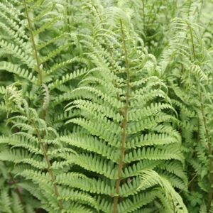 Dryopteris filix-mas