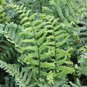 Dryopteris filix-mas Cristata