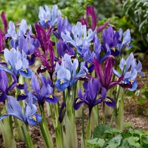 Dwarf Iris collection