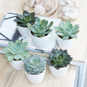 Echeveria