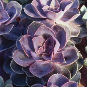 Echeveria Duchess of Nuremberg