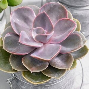 Echeveria Perle von Nürnberg