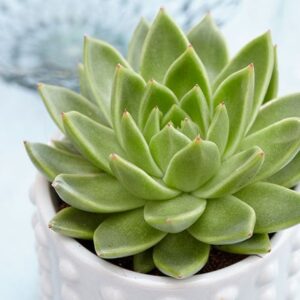 Echeveria agavoides