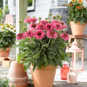 Echinacea Bolero Rose ('Abech915')