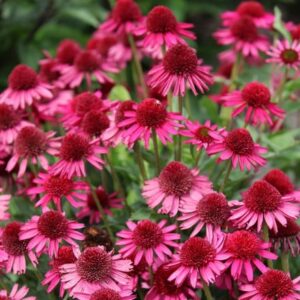 Echinacea Delicious Candy ('Noortdeli') (PBR)