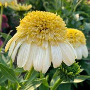 Echinacea Fried Egg