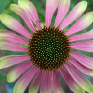 Echinacea Green Envy (PBR)