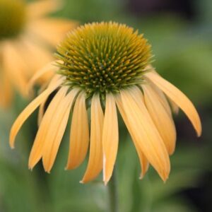 Echinacea Harvest Moon (PBR) (Big Sky Series)