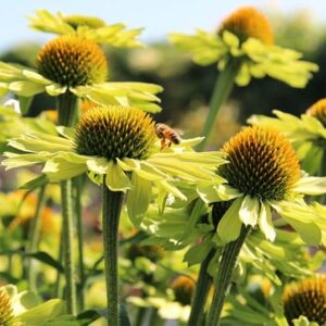Echinacea KISMET® Kiwi