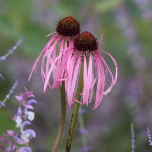 Echinacea pallida