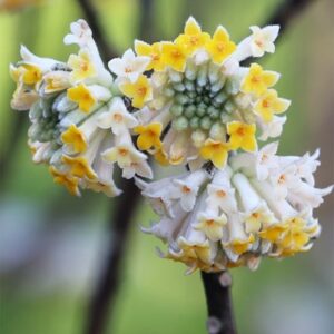 Edgeworthia chrysantha
