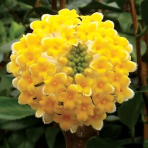 Edgeworthia chrysantha Grandiflora