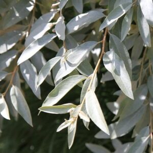 Elaeagnus Quicksilver