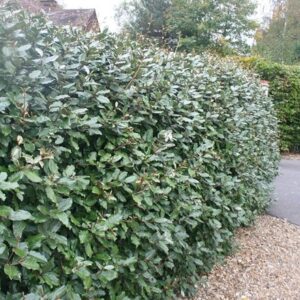 Elaeagnus × submacrophylla