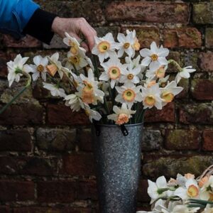 Elegant daffodil collection