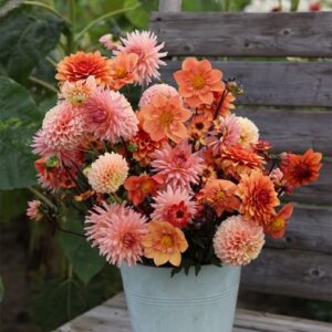 Ember dahlia collection