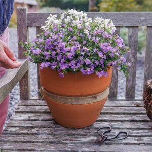 Endless scent container plant collection