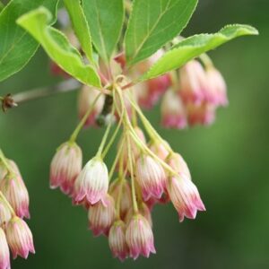 Enkianthus campanulatus
