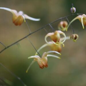 Epimedium Amber Queen (PBR)