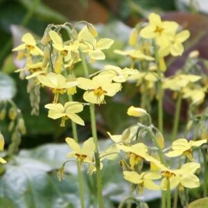 Epimedium × perralchicum Fröhnleiten