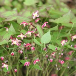 Epimedium × rubrum
