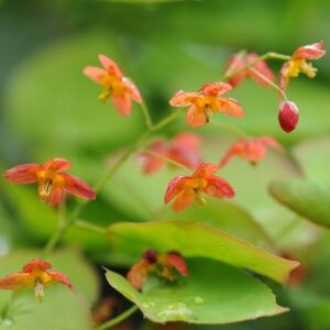 Epimedium × warleyense