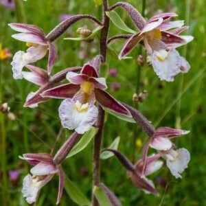 Epipactis palustris