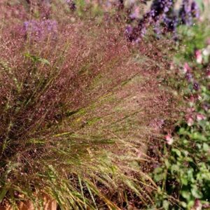 Eragrostis spectabilis