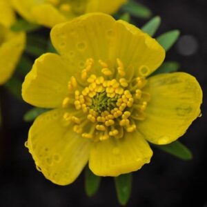 Eranthis hyemalis Cilicica Group