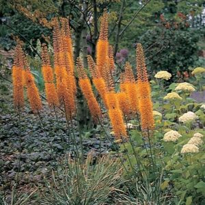 Eremurus × isabellinus Cleopatra