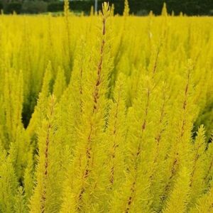 Erica arborea var. alpina f. aureifolia Albert's Gold