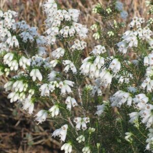 Erica australis f. albiflora Polar Express