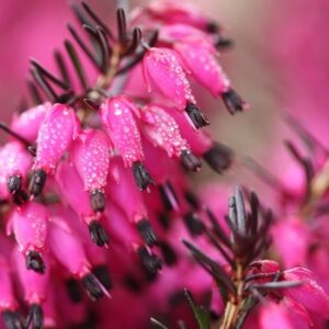 Erica carnea Myretoun Ruby